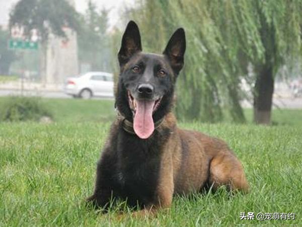 马犬凭什么叫板德牧一哥,为什么马犬取代德牧是军犬