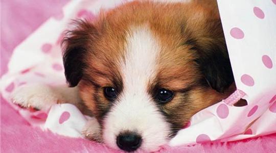 为什么汪星人交配时难舍难分，喵星人却撕心裂肺？