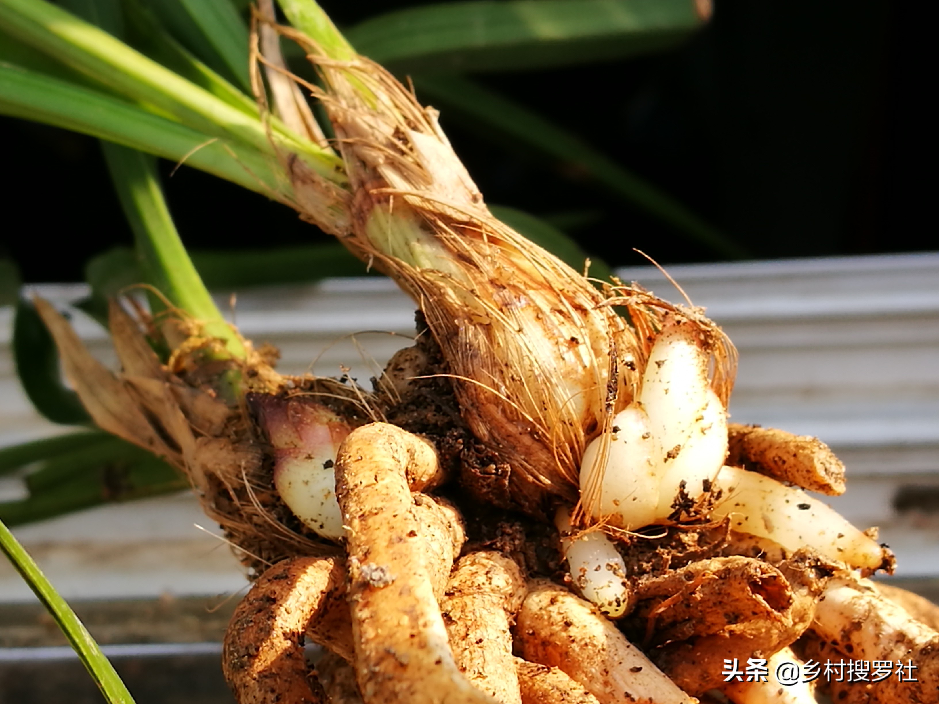 如何防止兰花生根发芽的方法,如何让兰花多发芽