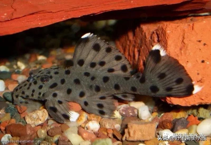 每天认识一种鱼的图片,老鼠斑异型鱼野生和人工区别
