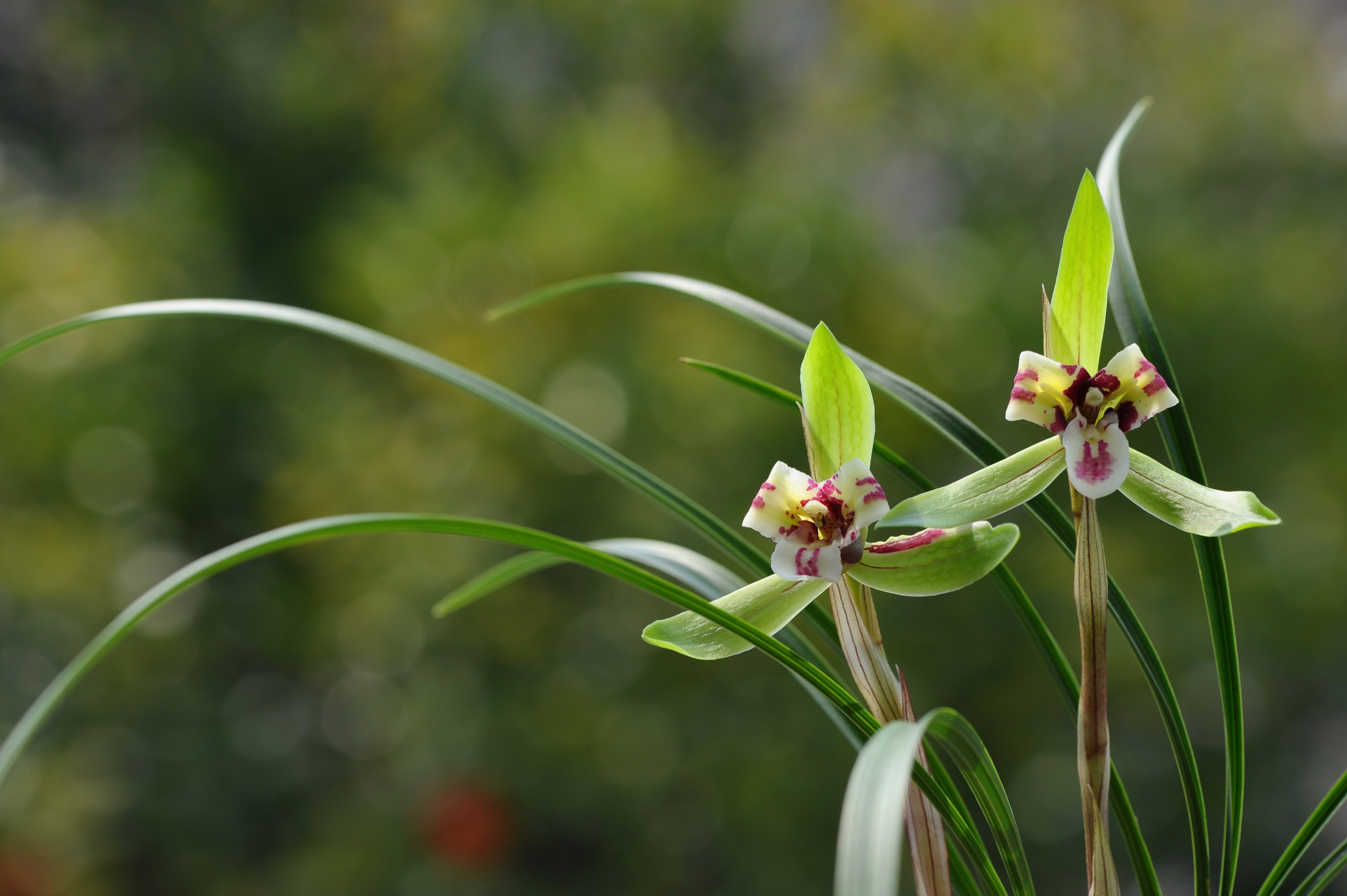 兰花上盆的正确方法和注意事项,兰花上盆时间及注意事项