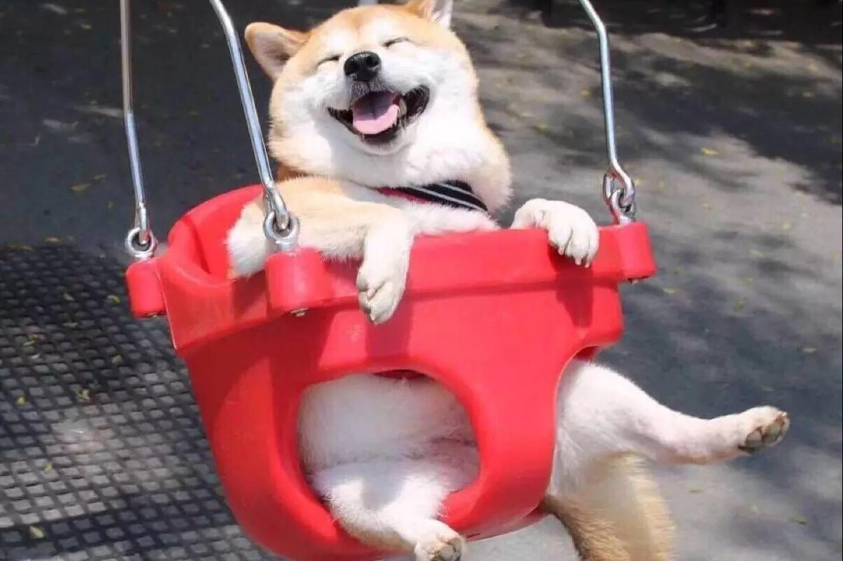 建议新手养的10种安静小型狗,建议新手养的10种安静狗小泰迪