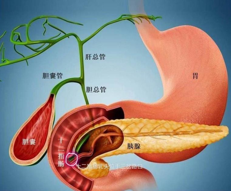 一顿酒小伙住进ICU,花五六十万,只因会自我消化的急性胰腺炎