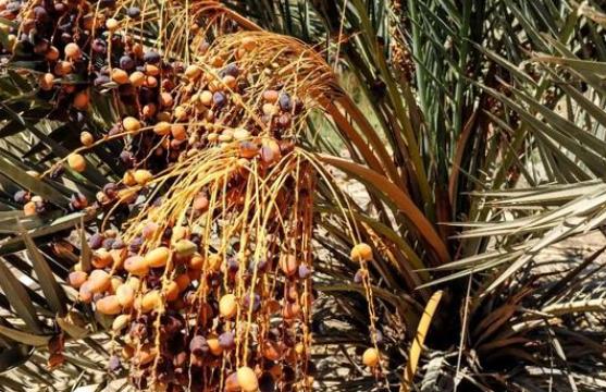 迪拜人爱吃的椰枣,深受迪拜人喜爱的椰枣