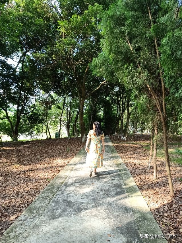 刘茂兰:含笑的影子