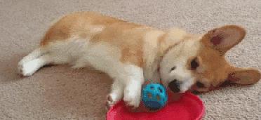 泰迪狗狗多少岁后可以吃老年狗粮,狗狗老年期应该怎么养