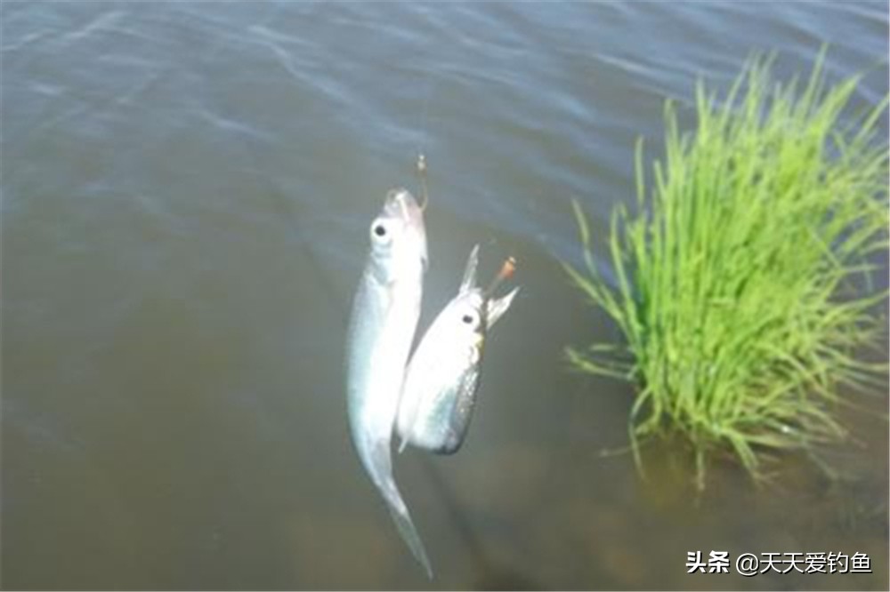 手竿狂拉白条的几种方法，小鱼想要钓得多，也是需要技术的