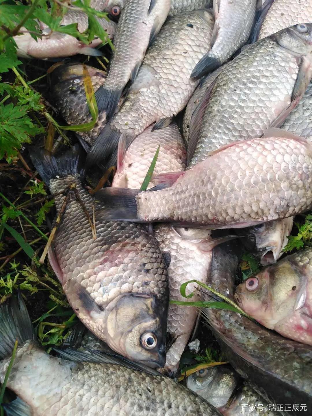 鱼内出血鳃出血怎么治,鱼病毒性出血病最佳治疗方法