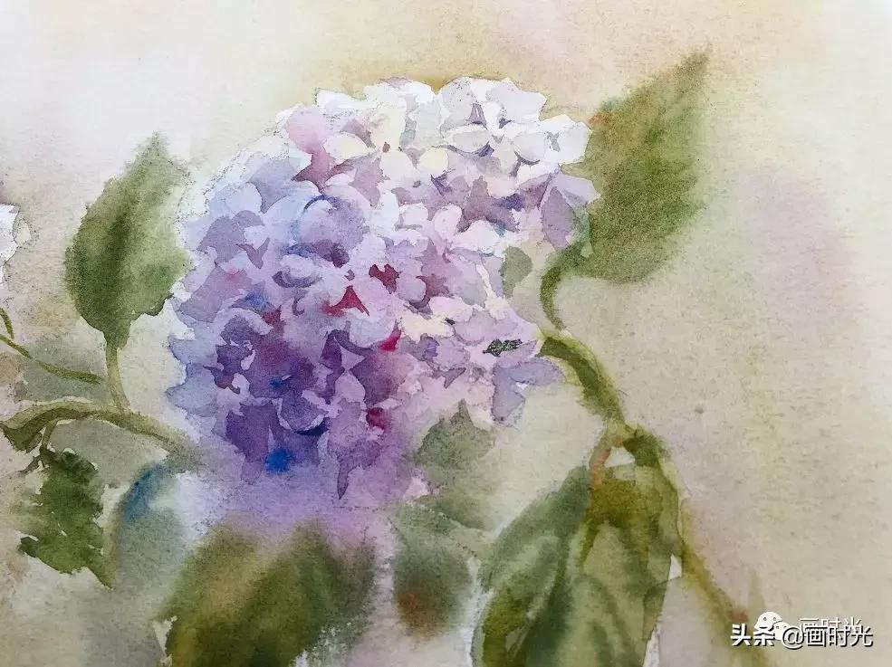 水彩绣球花教程,水彩画绣球花教学