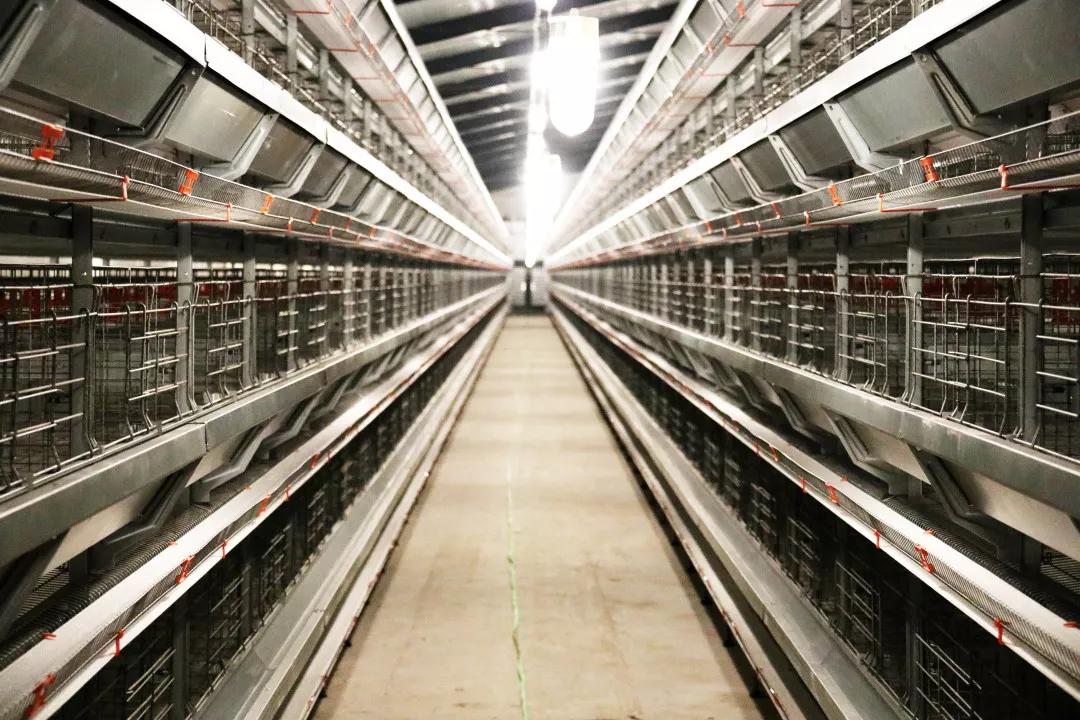 助力村民养鸡致富,山东裕生禽业有限公司