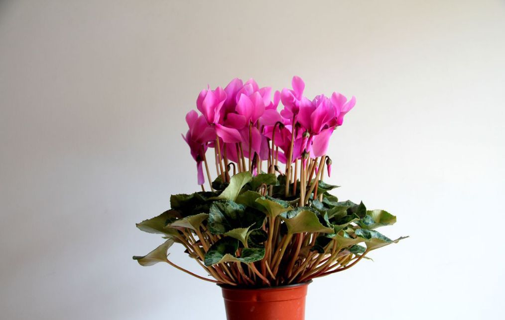 仙客来怎么养有什么注意事项,仙客来长势不好该怎么办