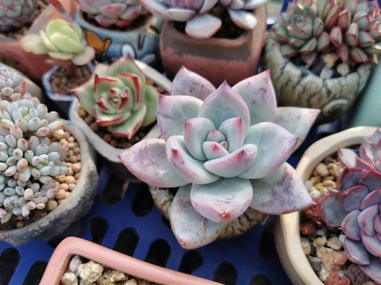 我和多肉,我与多肉