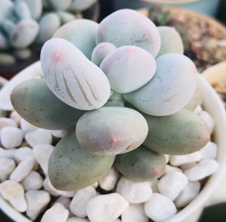 一花一叶一世界多肉,一花一世界多肉之美