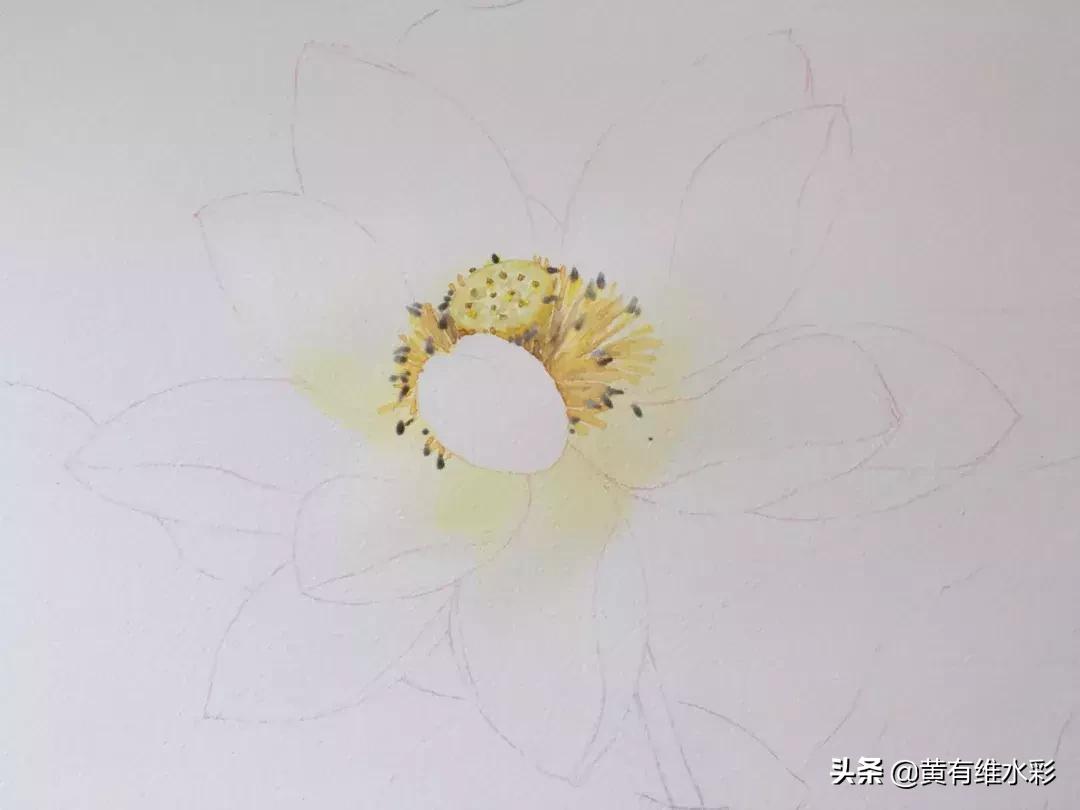 6-12岁荷花简单绘画,procreate荷花水彩教程