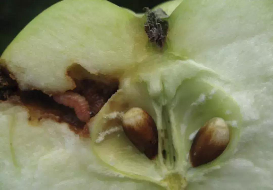 苹果虫害最佳防治方法,苹果各种虫害最佳防治时间