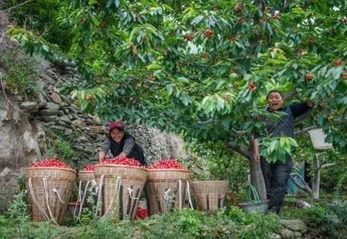 汶川甜樱桃种植,汶川早熟樱桃