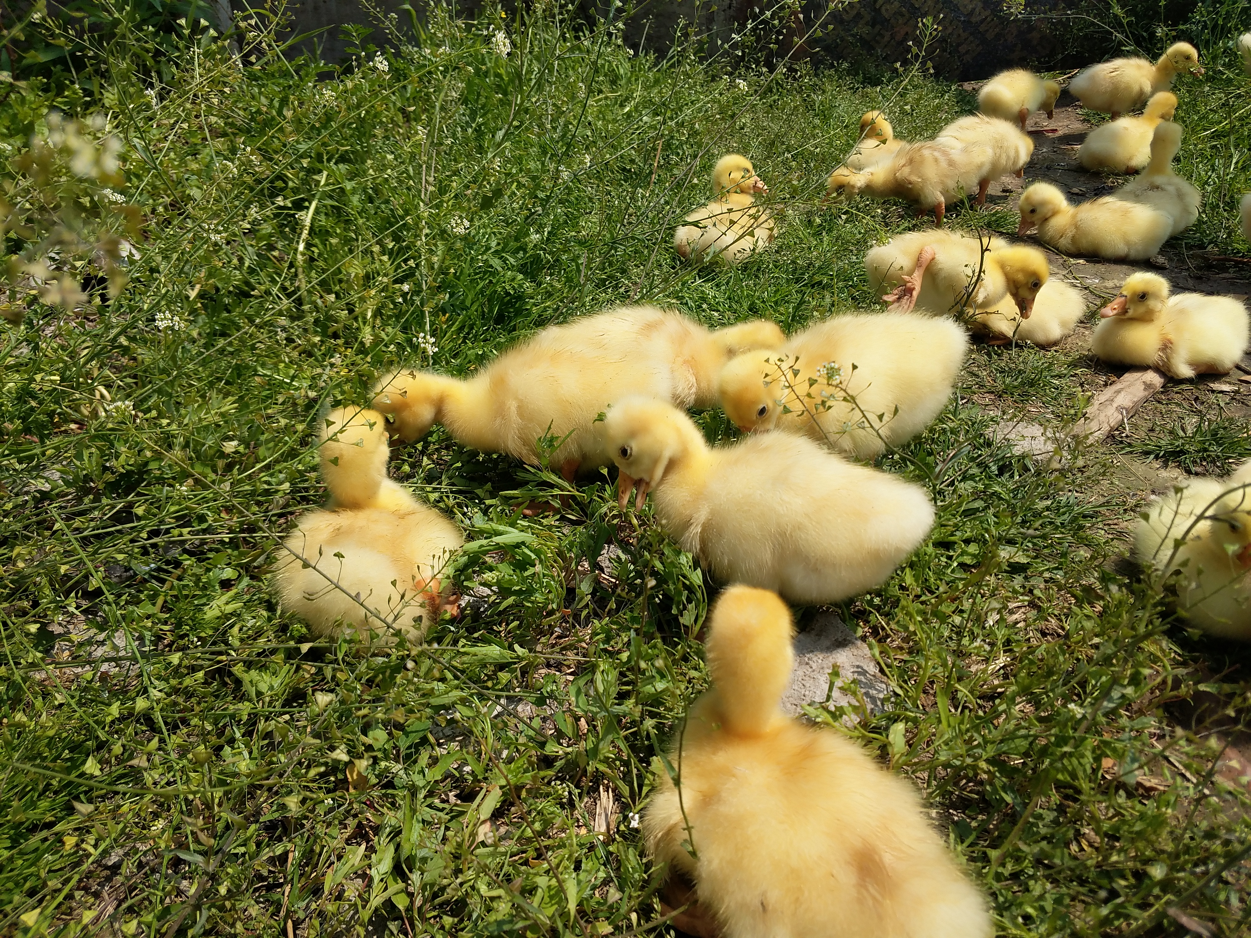 小鹅常见的几种病与治疗,养鹅1-70天的用药流程文字版