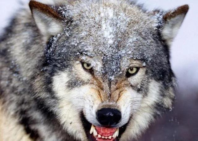 极度恐慌狼,极度恐慌狼敲门