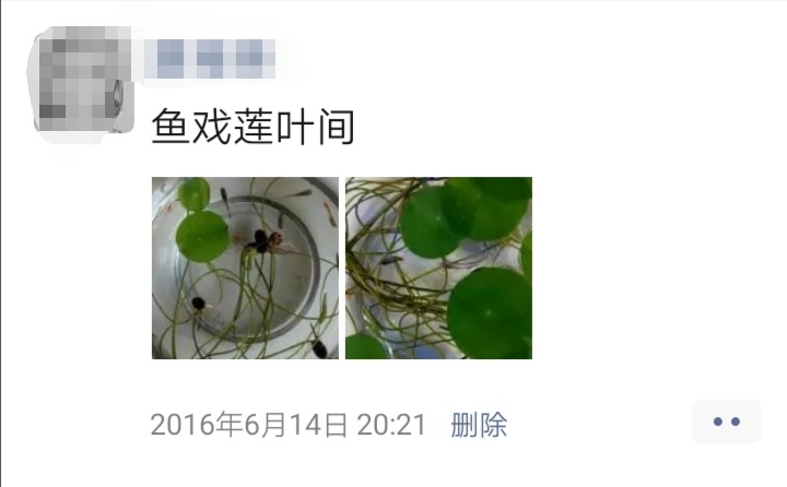 懒人养花小妙招盆栽,懒人养花直播