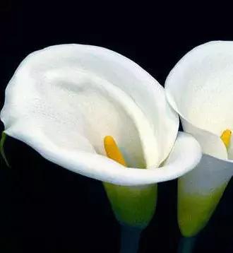 「倒叙·分享」婚庆小百科，婚礼捧花大学问你知道吗？