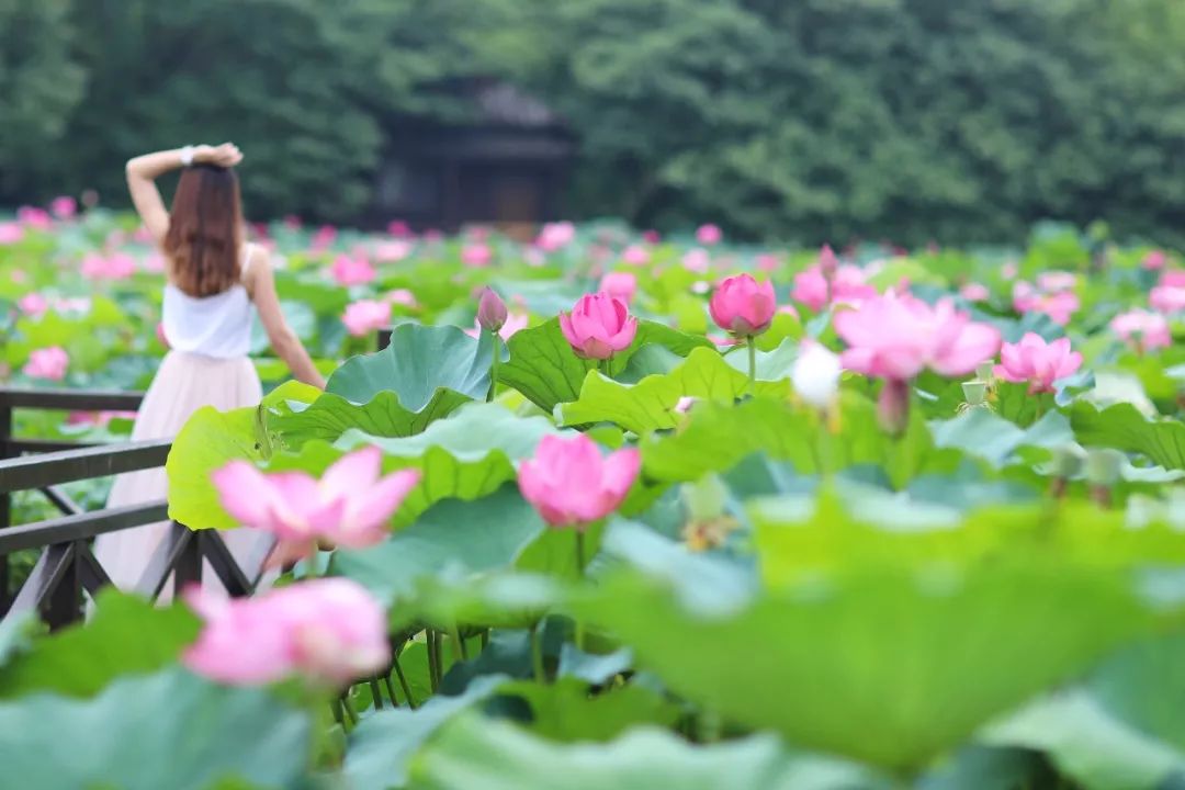上海避暑周边一日游推荐,上海一日度假地方推荐