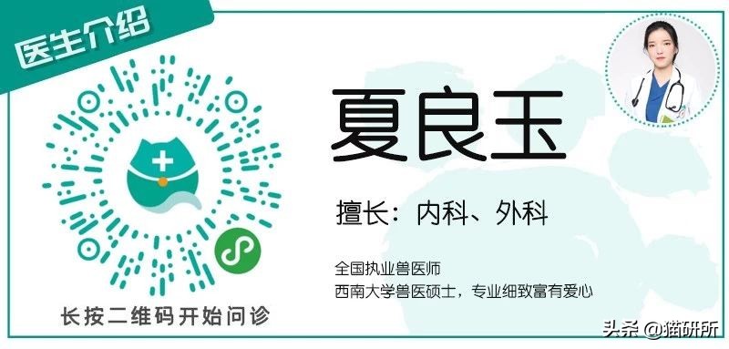 猫咪身上长包包怎么办,猫咪的面部神情跟铲屎官有关系