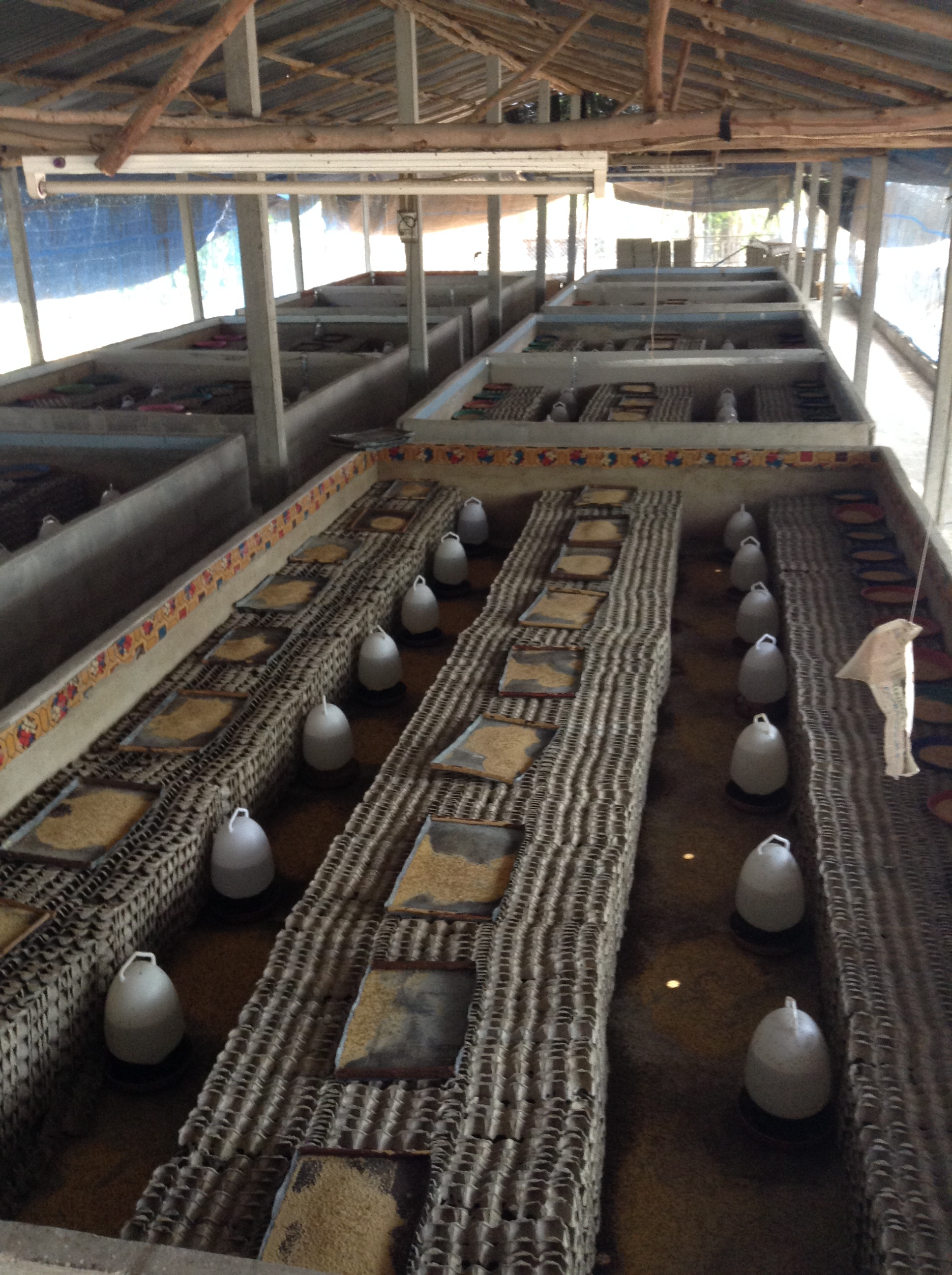 食用蟋蟀养殖赚钱吗农村,食用蟋蟀养殖