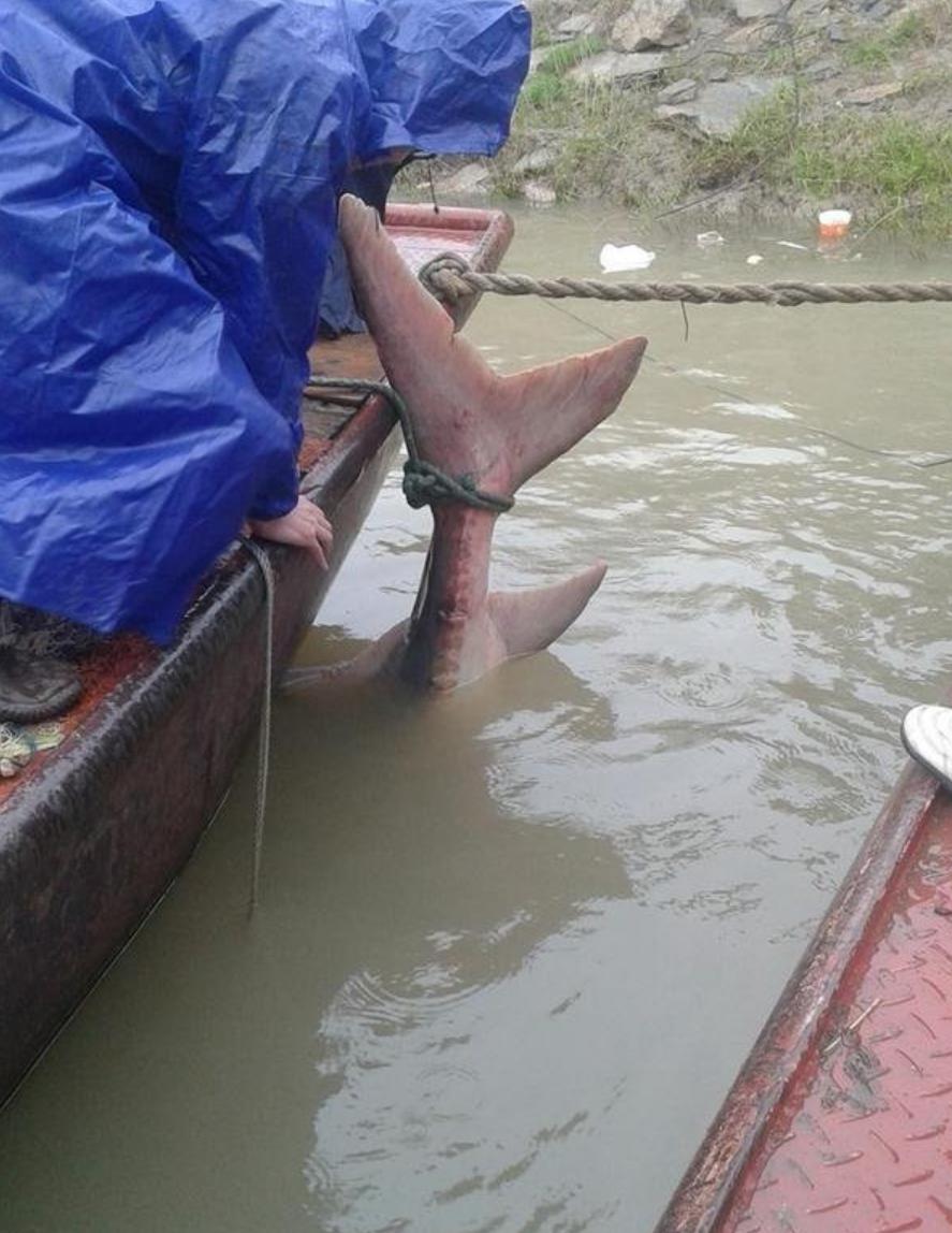 300斤！辽宁一山沟里养出“老鱼王”，体型大到快游不动了