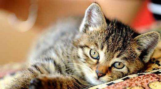 把猫咪打死了心情很沉重,发火了把猫咪差点打死猫咪会怎样