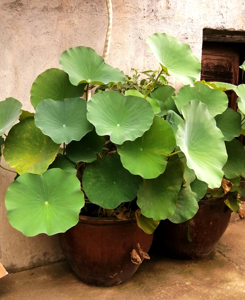 小容器种花草,别致花盆配什么花