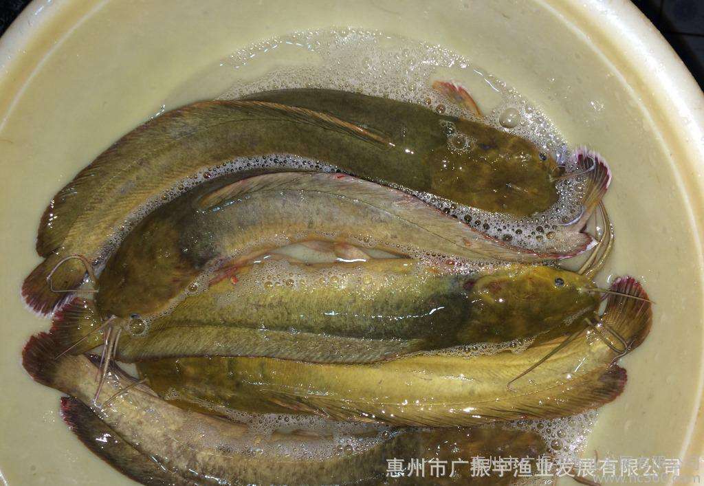 钓塘鲺鱼用什么料来钓,钓塘鲺用什么钓