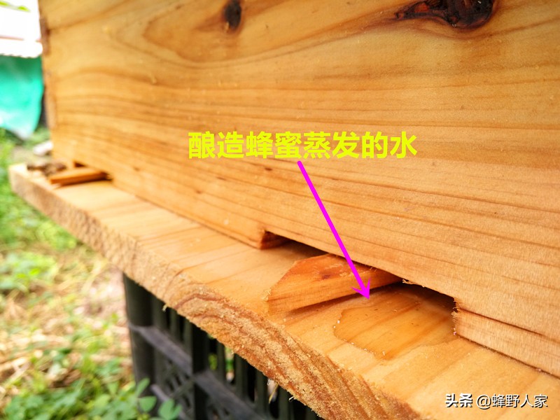 怎么才知道蜜蜂可以取蜂蜜了,蜜蜂什么时候可以取蜂蜜