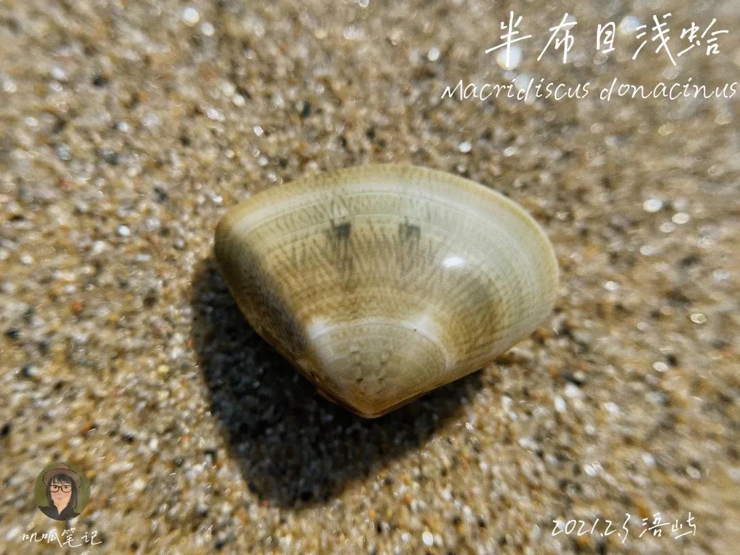 鼓浪屿赶海抓虫,鼓浪屿赶海佛手螺