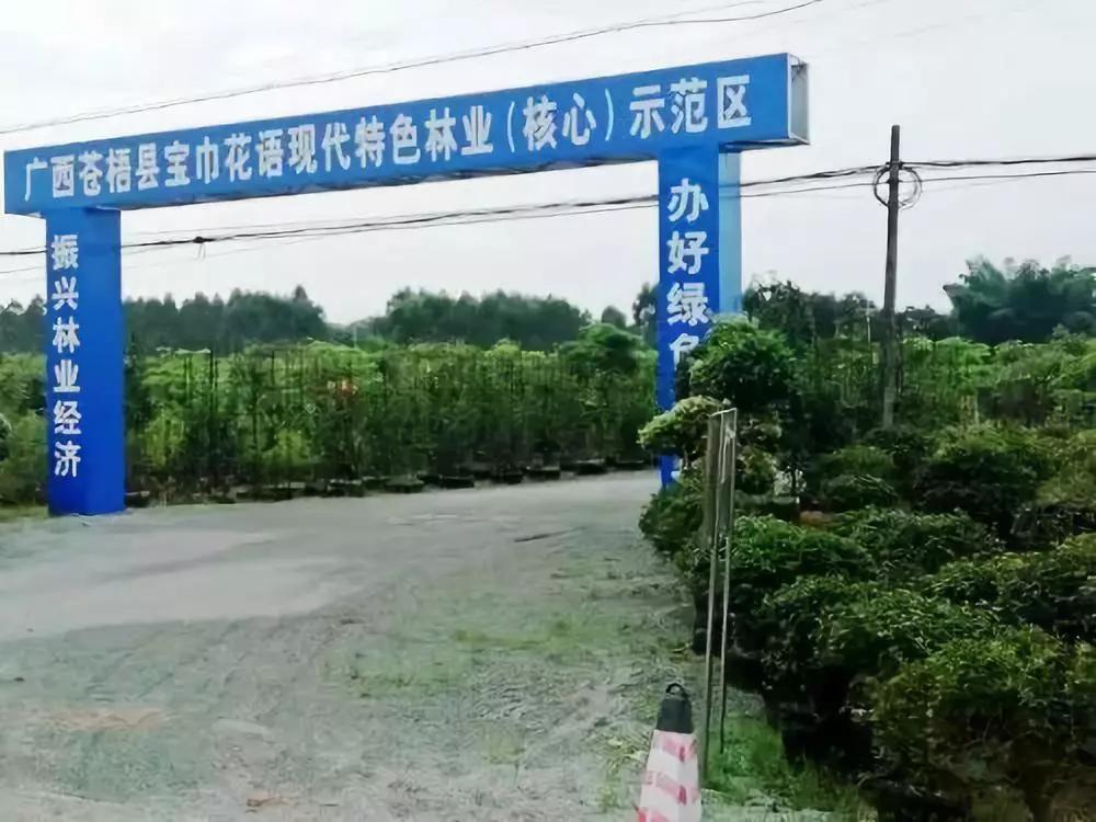 广西梧州最好的果园,梧州摘水果的地方