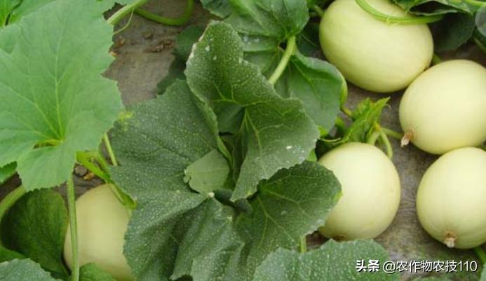 甜瓜品种更香更甜更高产易栽培,冬季大棚甜瓜高产栽培技术