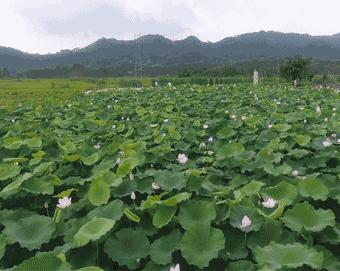 甯備簳椋庢儏杩樻槸甯備簳椋庡厜,甯備簳姘旀伅椋庢櫙