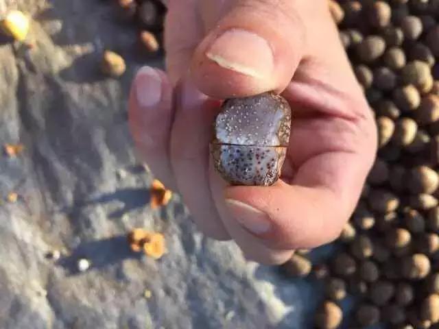 星月菩提原果颜色不均匀怎么处理,星月菩提怎么判断有没有漂白