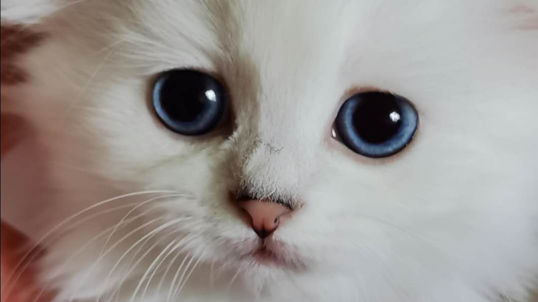 猫咪捕猎时胡须的作用 (猫咪胡须的作用是什么)