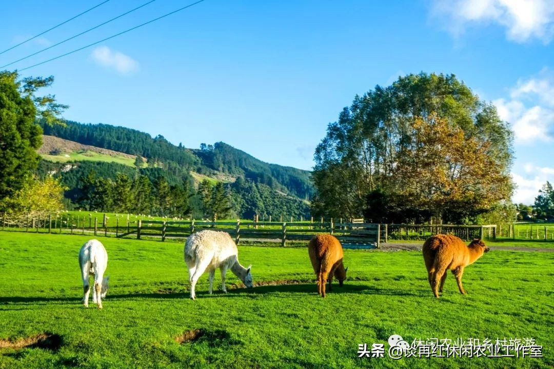 旅居生活新西兰,旅居在新西兰
