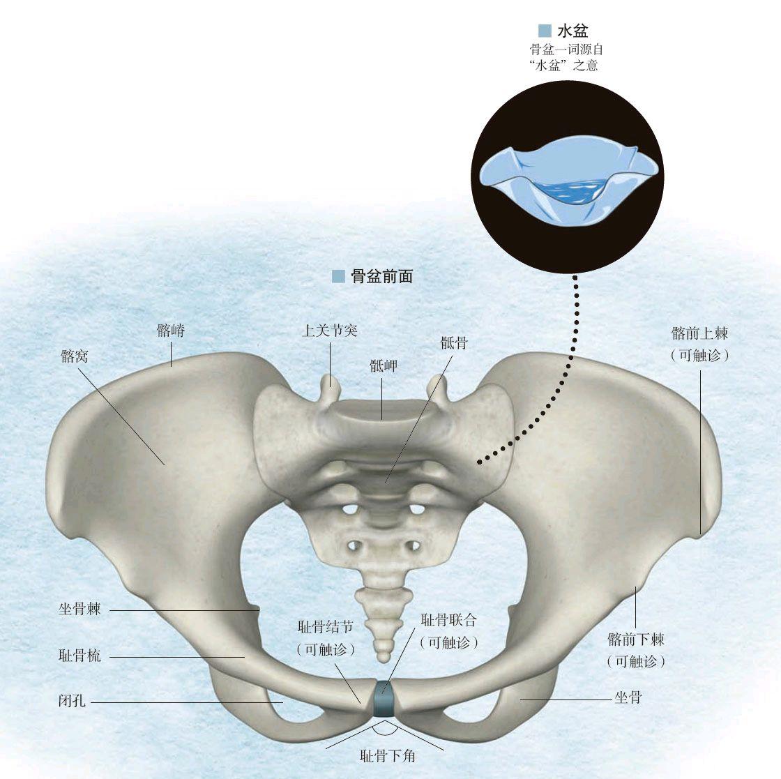 自测骨盆前倾最快纠正法,骨盆歪斜和骨盆扭曲一样吗