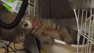 我们家猫真的很弱智怎么办,猫为什么又蠢又自以为是