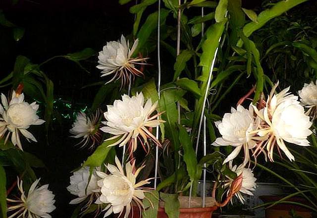 昙花一现好漂亮,昙花一现让你惊艳