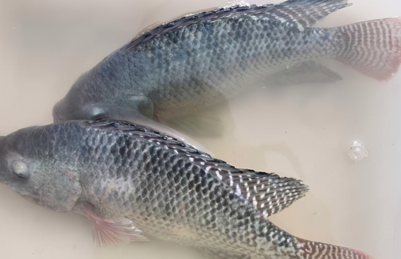 罗非鱼怎么吃又嫩又好吃,罗非鱼要怎么做才好吃又简单