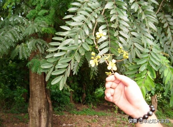 崖豆木属于国标红木吗,国标红木之崖豆木