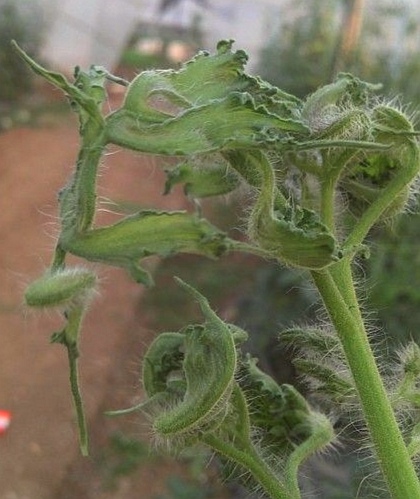 激素农药药害,激素型除草剂的危害