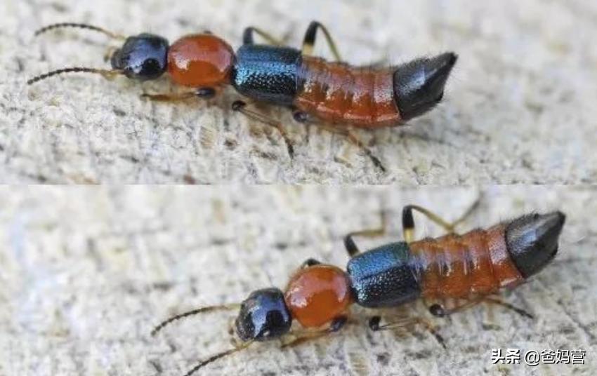 妈妈一拍小孩差点毁容,妈妈拍到孩子的恐怖画面