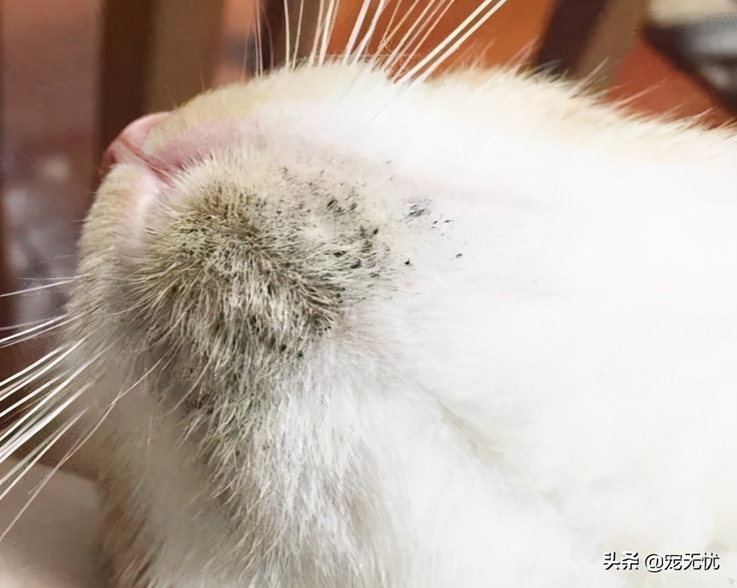 猫咪感染癣,猫咪感染猫癣怎么办