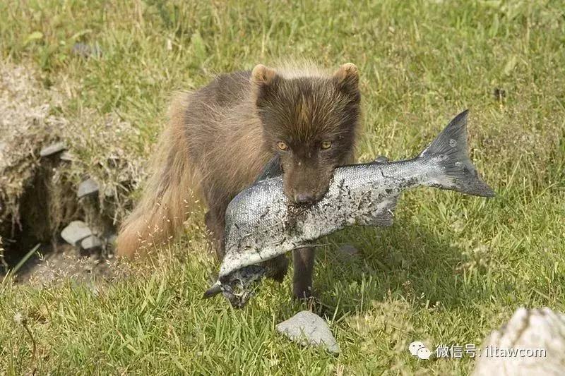 今天聊聊ARCFOX北极狐