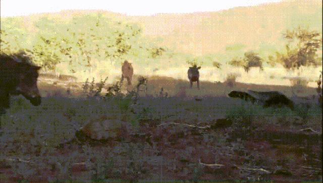 跟狮子抢肉，怼非洲鬣狗，看硬核“平头姐”成长史！