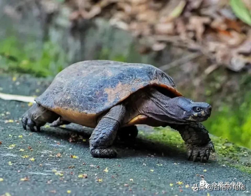 公龟是不是断尾,安缘龟断尾有什么影响